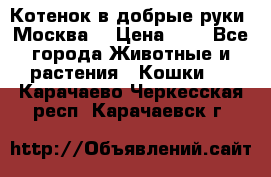 Котенок в добрые руки. Москва. › Цена ­ 5 - Все города Животные и растения » Кошки   . Карачаево-Черкесская респ.,Карачаевск г.